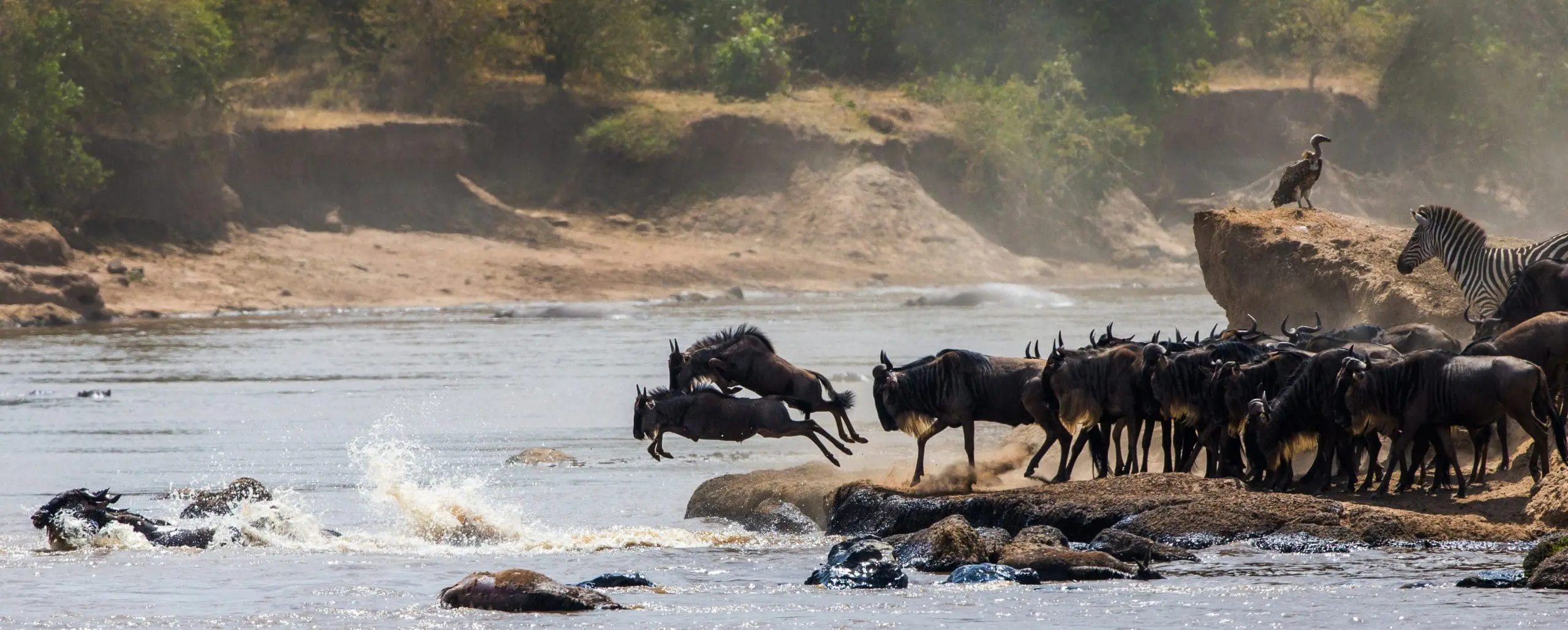 wildebeest-jumping-into-mara-river-great-migration-kenya-tanzania-masai-mara-national-par