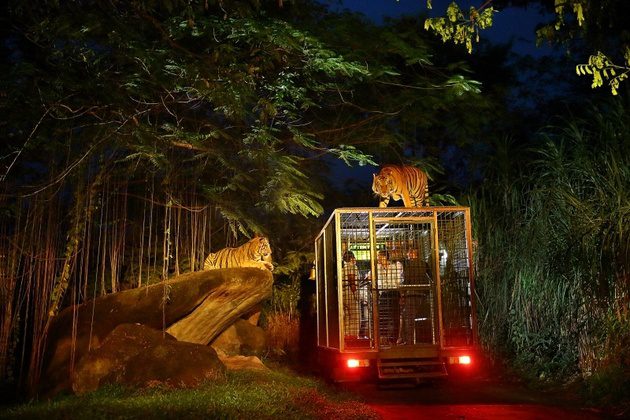 Night Safari