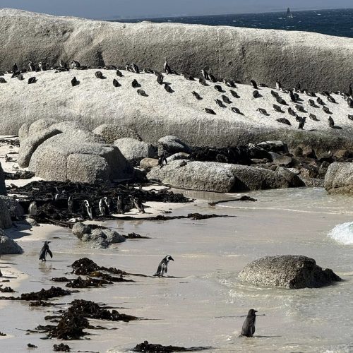 South Africa (9)