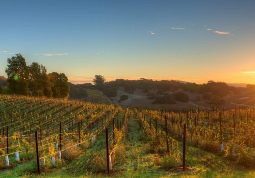 TD_Napa-Valley