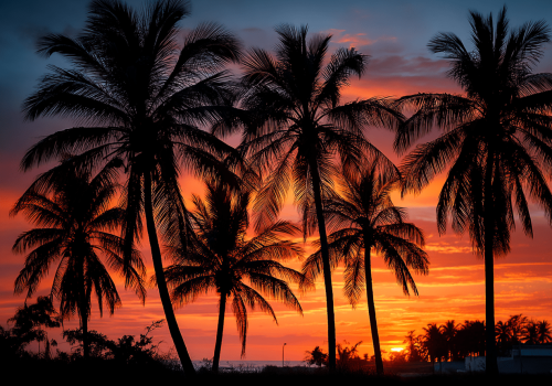 shan_23279_Coconut_Trees_at_Sunset_Beach_Full-frame_mirrorles_4190779e-2f82-48b1-a819-c4eab96c2754_0